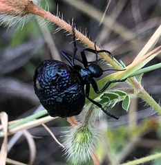 Cysteodemus wislizeni