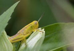 Melanoplus bivittatus