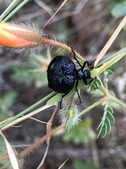 Cysteodemus wislizeni