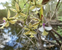 Epidendrum stamfordianum