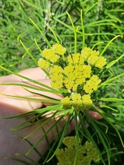 Cassinia leptocephala