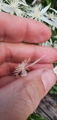 Clematis aristata