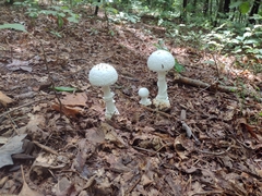 Saproamanita vittadinii
