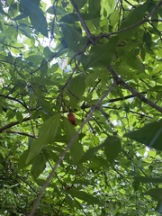 Cornus