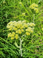 Cassinia leptocephala