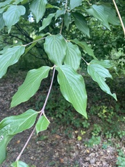 Cornus