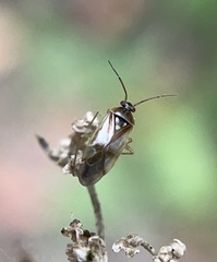 Orthops