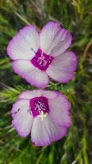 Clarkia