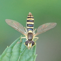 Sphaerophoria scripta