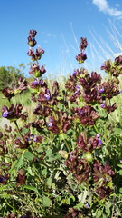 Salvia multicaulis