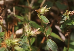 Pterolepis glomerata