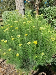 Cassinia leptocephala