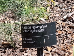 Cassinia leptocephala