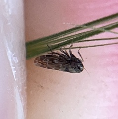 Deltocephalini