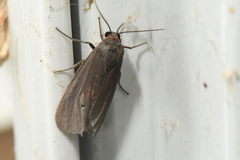 Virbia laeta