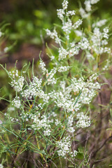 Polygonella americana