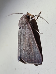 Anomis planalis