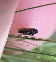 Deltocephalini