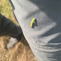 Scoliopteryx libatrix