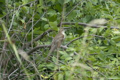 Coccyzus erythropthalmus