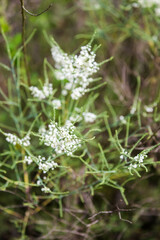 Polygonella americana