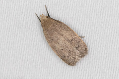 Inga obscuromaculella