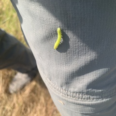 Scoliopteryx libatrix