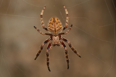 Hortophora