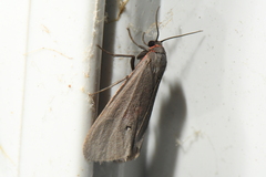 Virbia laeta