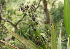 Dianella sandwicensis