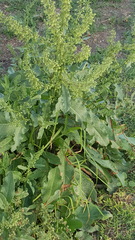 Rumex