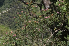 Lantana × strigocamara