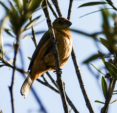 Cyanoloxia brissonii