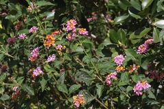 Lantana × strigocamara