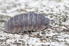 Armadillidae