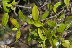 Alyxia stellata