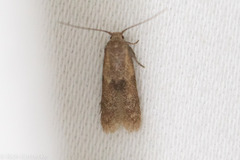 Pigritia