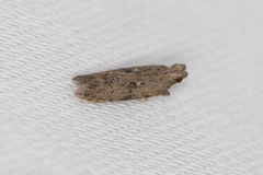 Hypatima