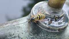 Vespula vulgaris
