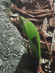 Eulophia maculata
