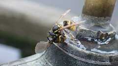 Vespula vulgaris