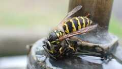 Vespula vulgaris