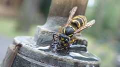 Vespula vulgaris