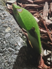 Eulophia maculata