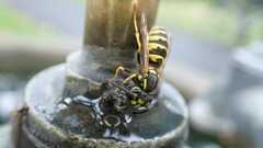 Vespula vulgaris