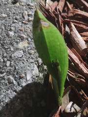 Eulophia maculata