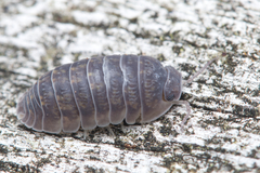 Armadillidae