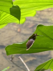 Plectotropis mackensii