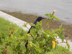 Quiscalus major westoni