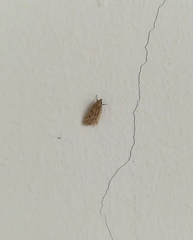 Lepidoptera